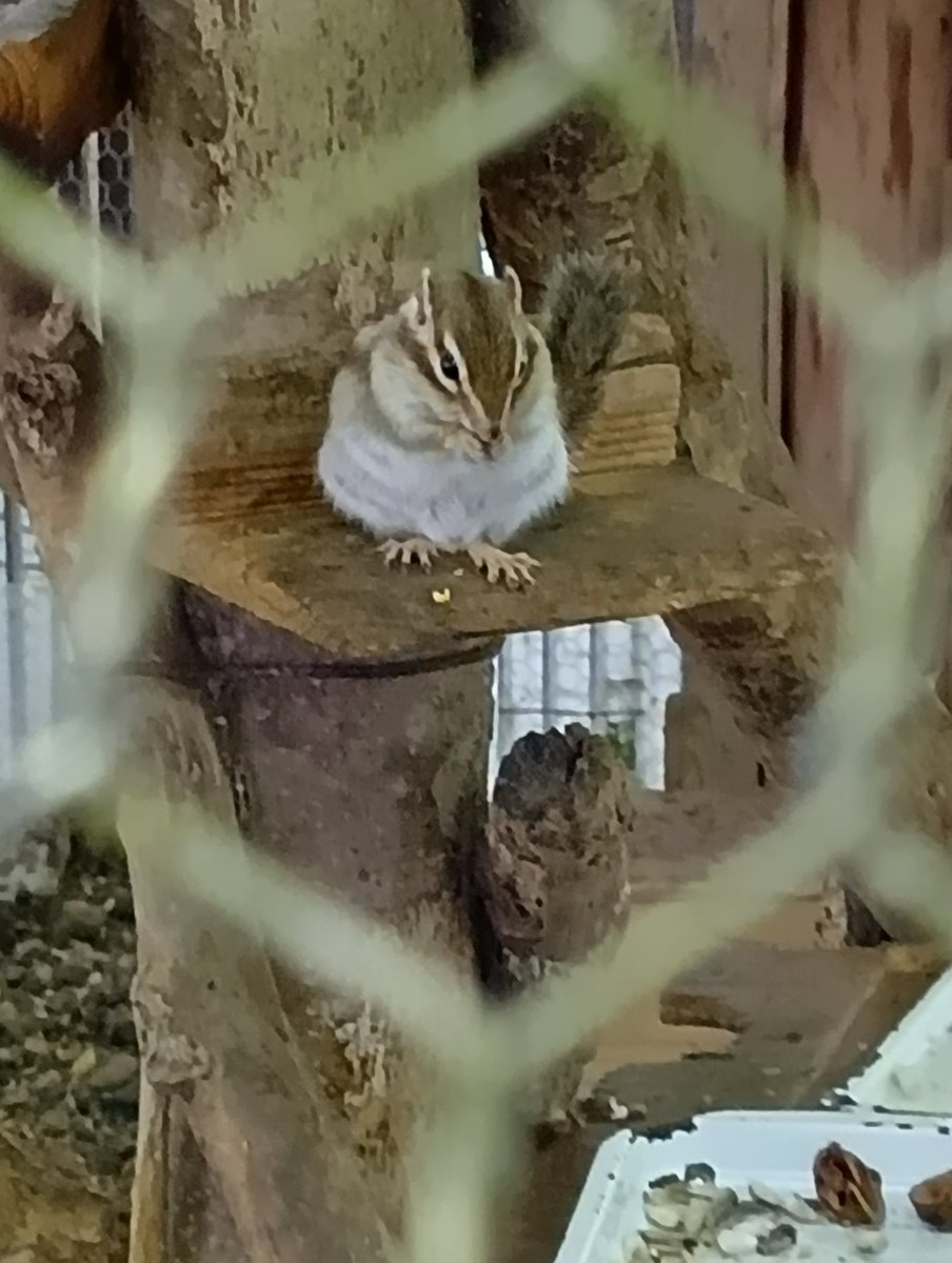nipanipa128's tweet image. 念願の加茂公園にリスちゃんに会いに行ってきました!
リスちゃんは雨に弱く
犬や猫のように濡れた体を
ブルブルッとできないそうで
早朝雨模様だったため
今日はお戯れできず🥹
変わりに?蚊5匹ほどとお戯れ🦟
蚊め!私はさぞやうまかろう🤯
#加茂公園
#リベンジしたい
#柵越しのりすちゃん