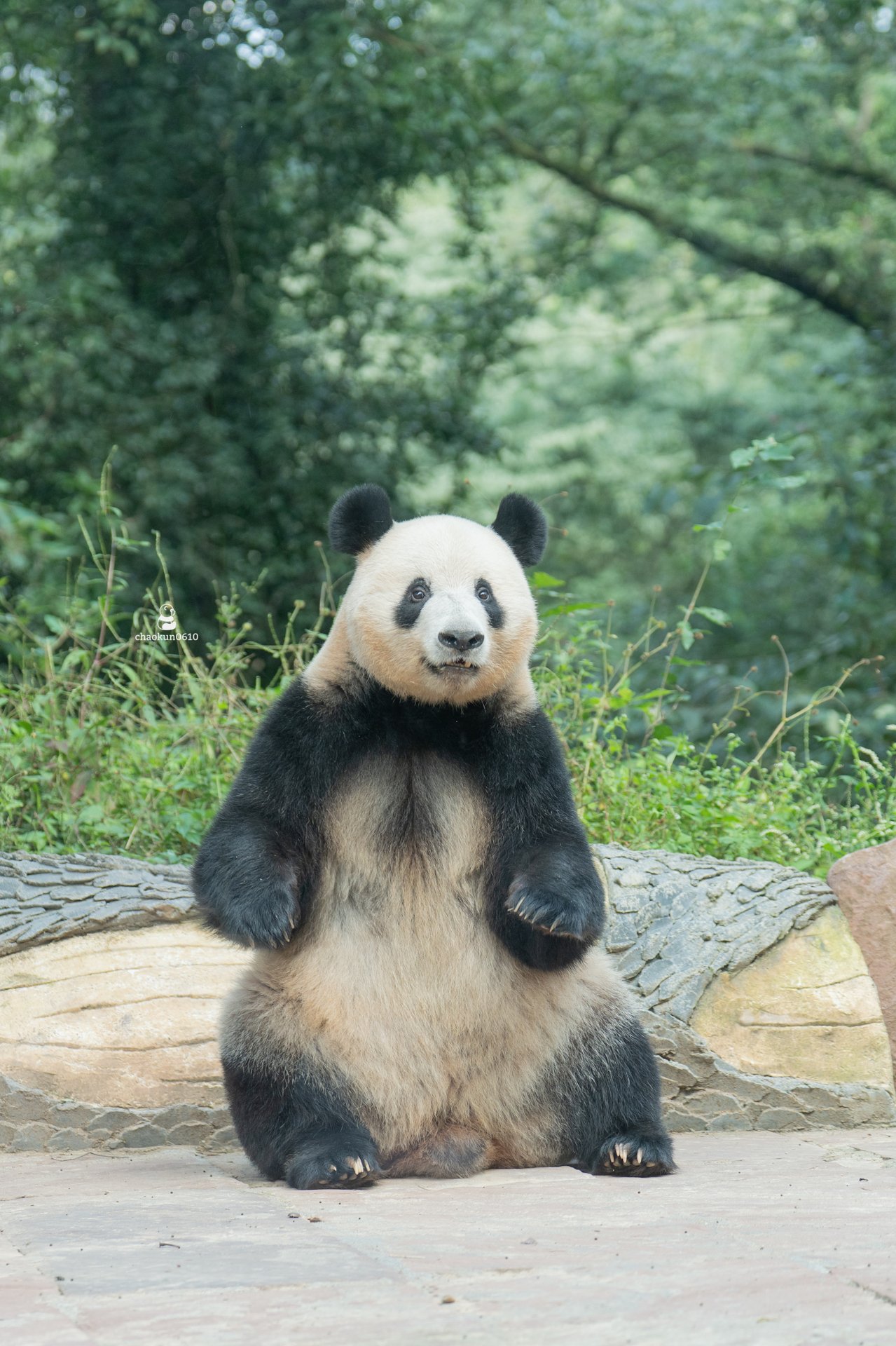 【稀少】 パンダ ﾁｬｵ CHAOKUN0610 on X: 