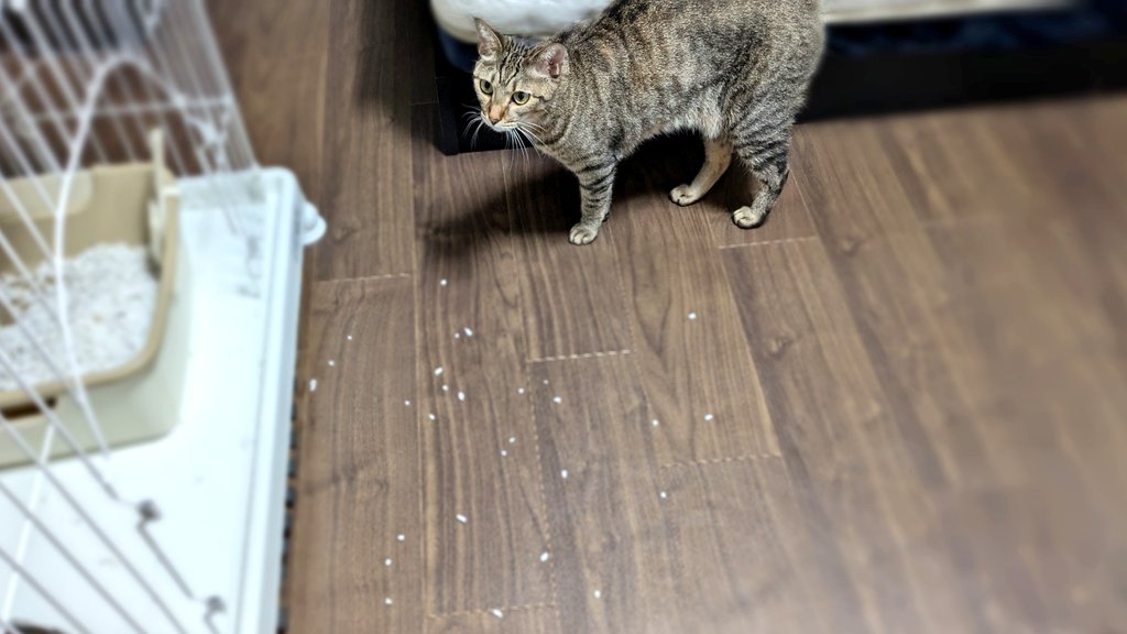 ええ、壮大にこぼしたのは私です🐾

#猫好きさんと繋がりたい #猫と暮らす生活