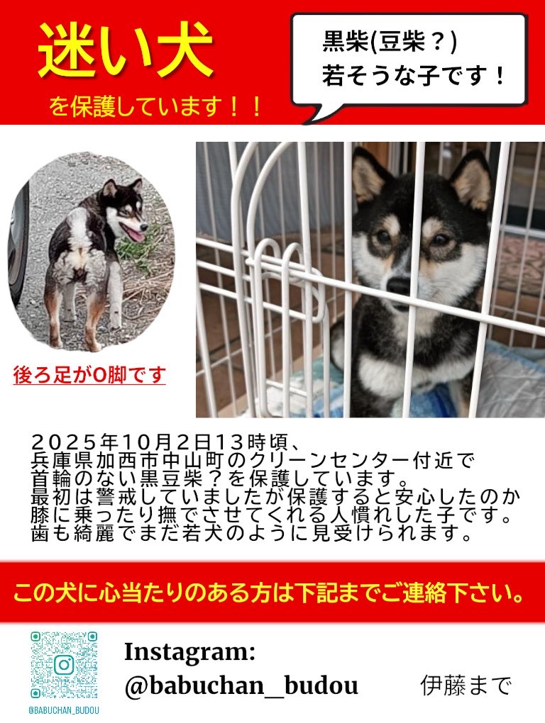 chickensMaaaay's tweet photo. 兵庫県加西市
加西クリーンセンター付近で首輪のない黒柴を知り合いが保護されたようです。
1日も早く飼い主さんの元に帰れるよう拡散よろしくお願いします。

#迷子犬
#保護犬
#兵庫県
#加西市
#加西迷子
#柴犬 https://t.co/DQIPTrPwpE