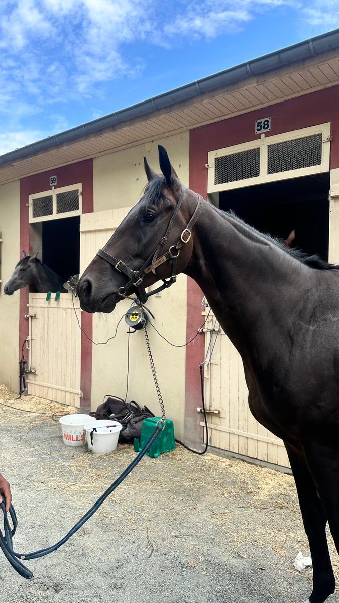 🚨 Entry Alert 🚨 
Michelangelo goes for the team in the 1.12pm (uk time) Chantilly today.
<a href="/BachelotT/">bachelot theo</a> takes the ride again.

Good luck to all owners involved