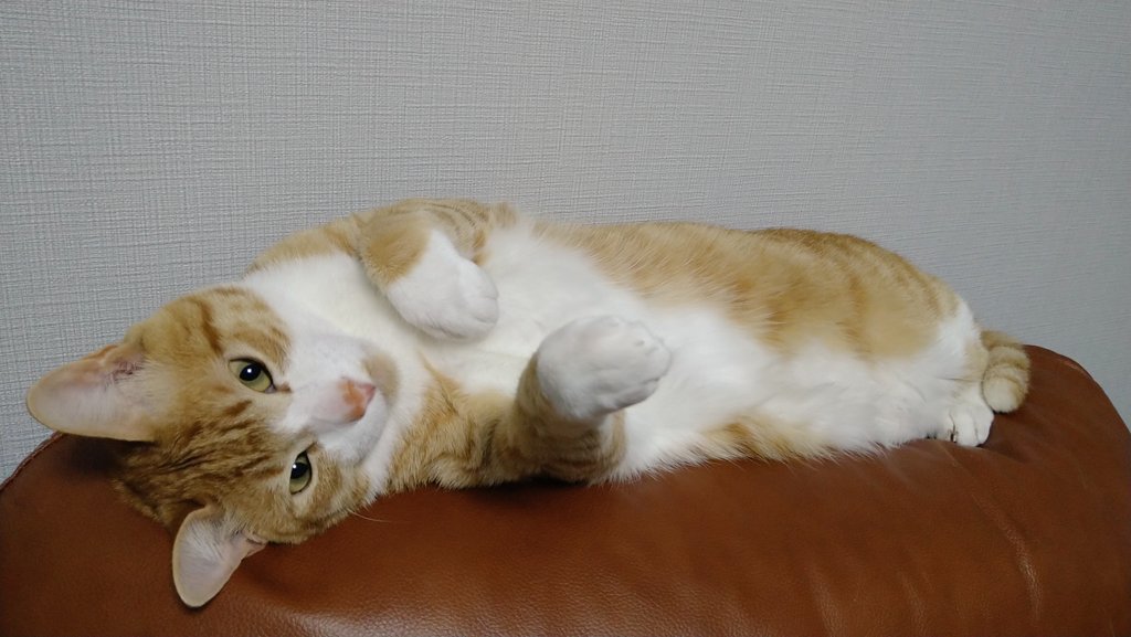 chokocharo510's tweet image. 気まぐれ投稿📷️🐶🐱
#犬　#猫　#癒し