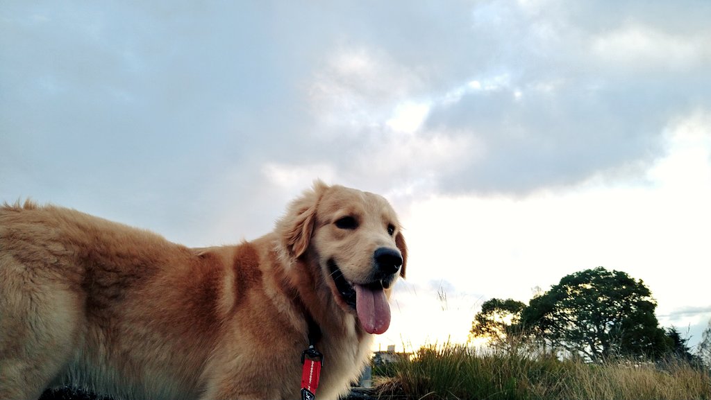 chokocharo510's tweet image. 気まぐれ投稿📷️🐶🐱
#犬　#猫　#癒し