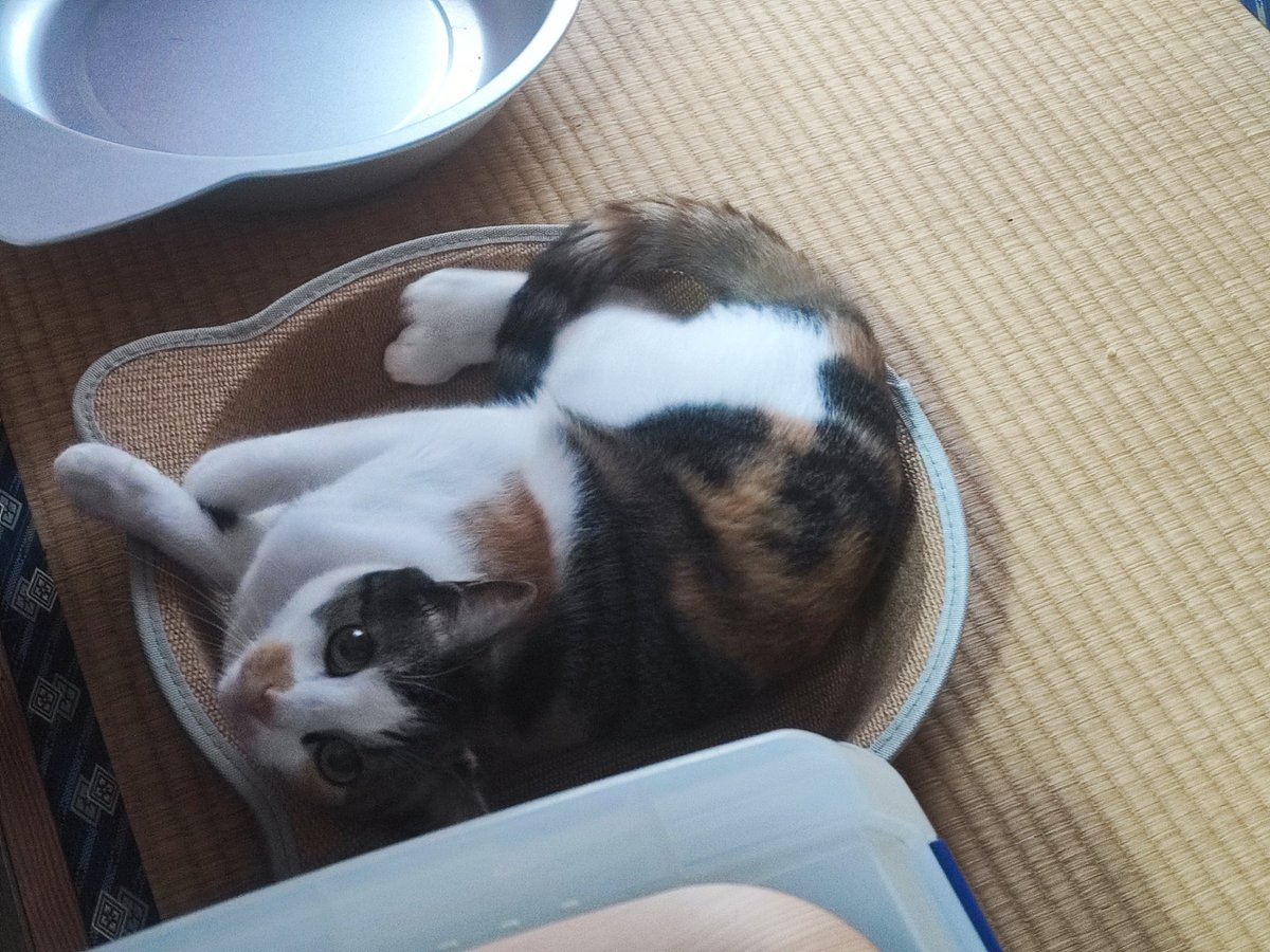 三毛猫 - Search / X