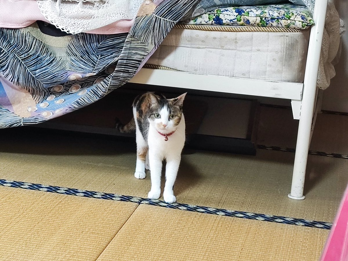 三毛猫 - Search / X