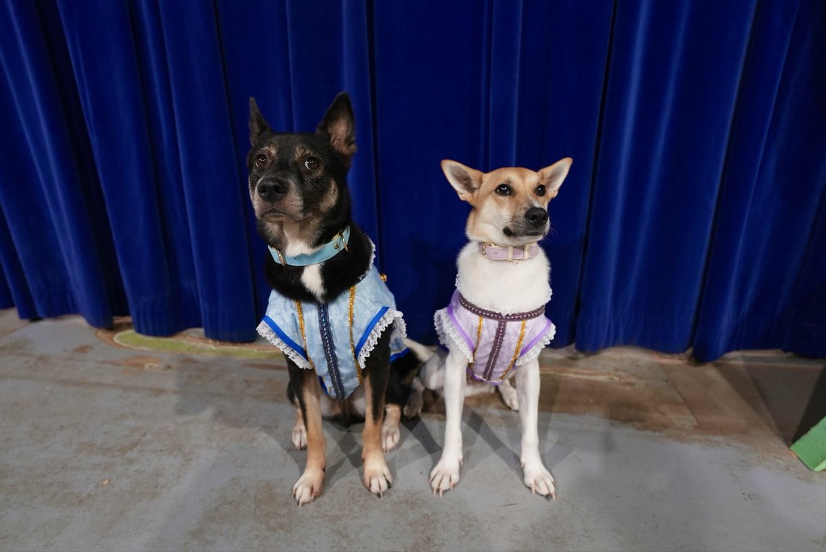 ZASH (@ZASH91999804) / Posts / X