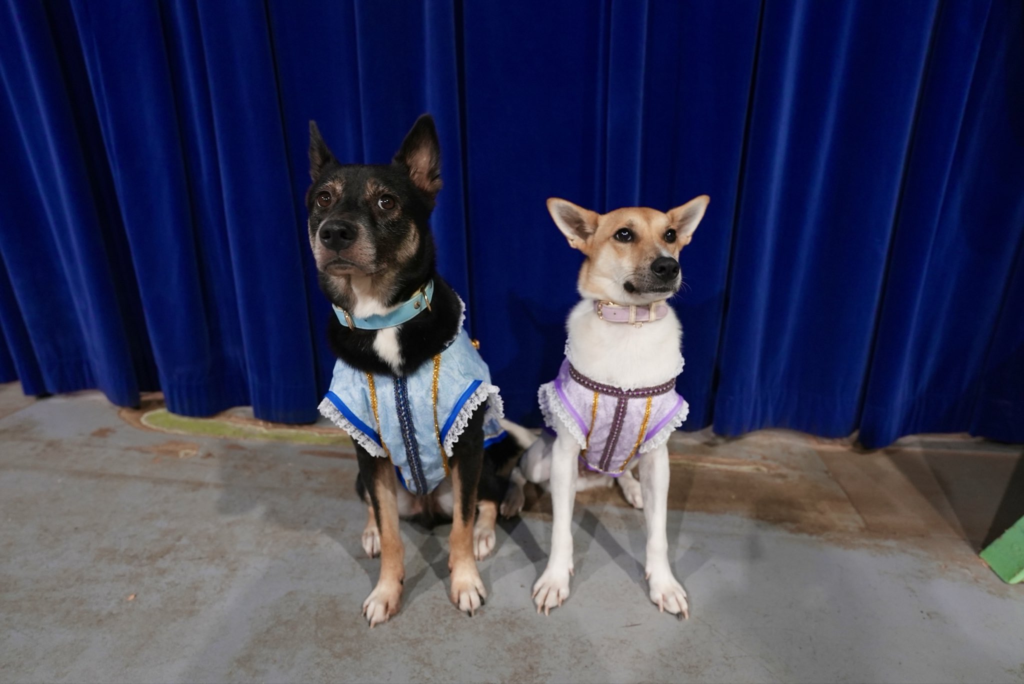 ZASH (@ZASH91999804) / X