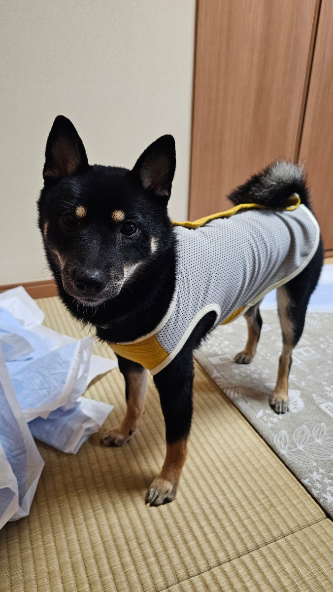 kibi_1002's tweet photo. 1歳のお誕生日おめでとう！
これからも元気にすくすく育ってね🎉🎂🎊
#柴犬
#豆柴
#黒豆柴
#柴犬がいる暮らし https://t.co/7X18h29aCv