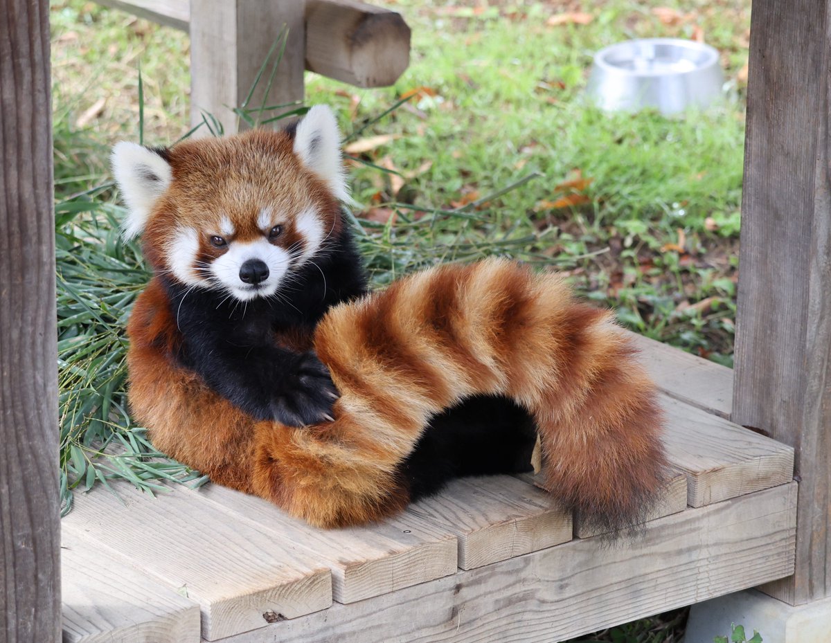 レッサーパンダ（立ちポーズ❣️） レッサーパンダ（立ちポーズ❣️）