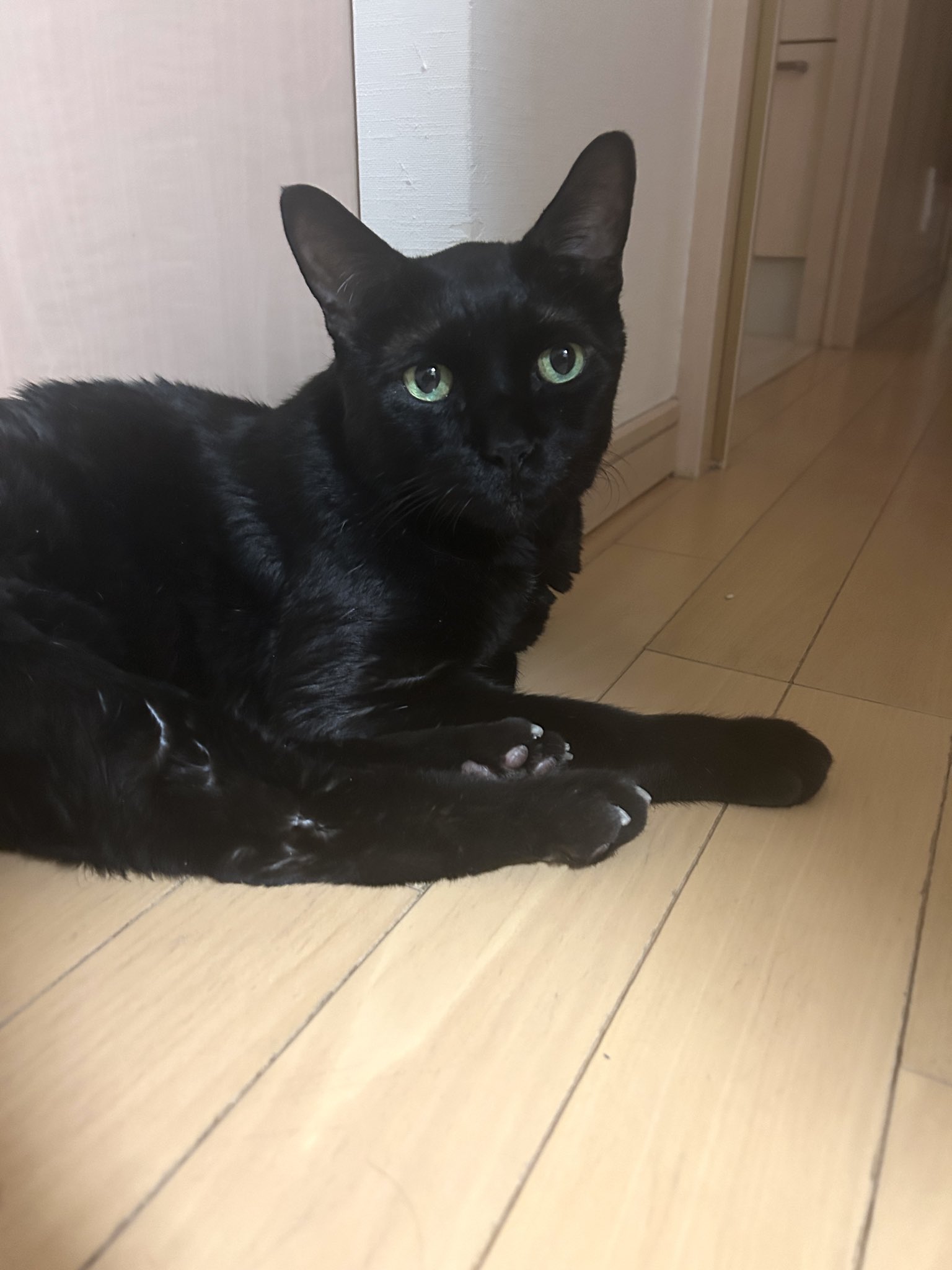 かずよん🐈‍⬛黒猫りゅう🔜11/1.2ラブリーにゃんフェスタ（ATC