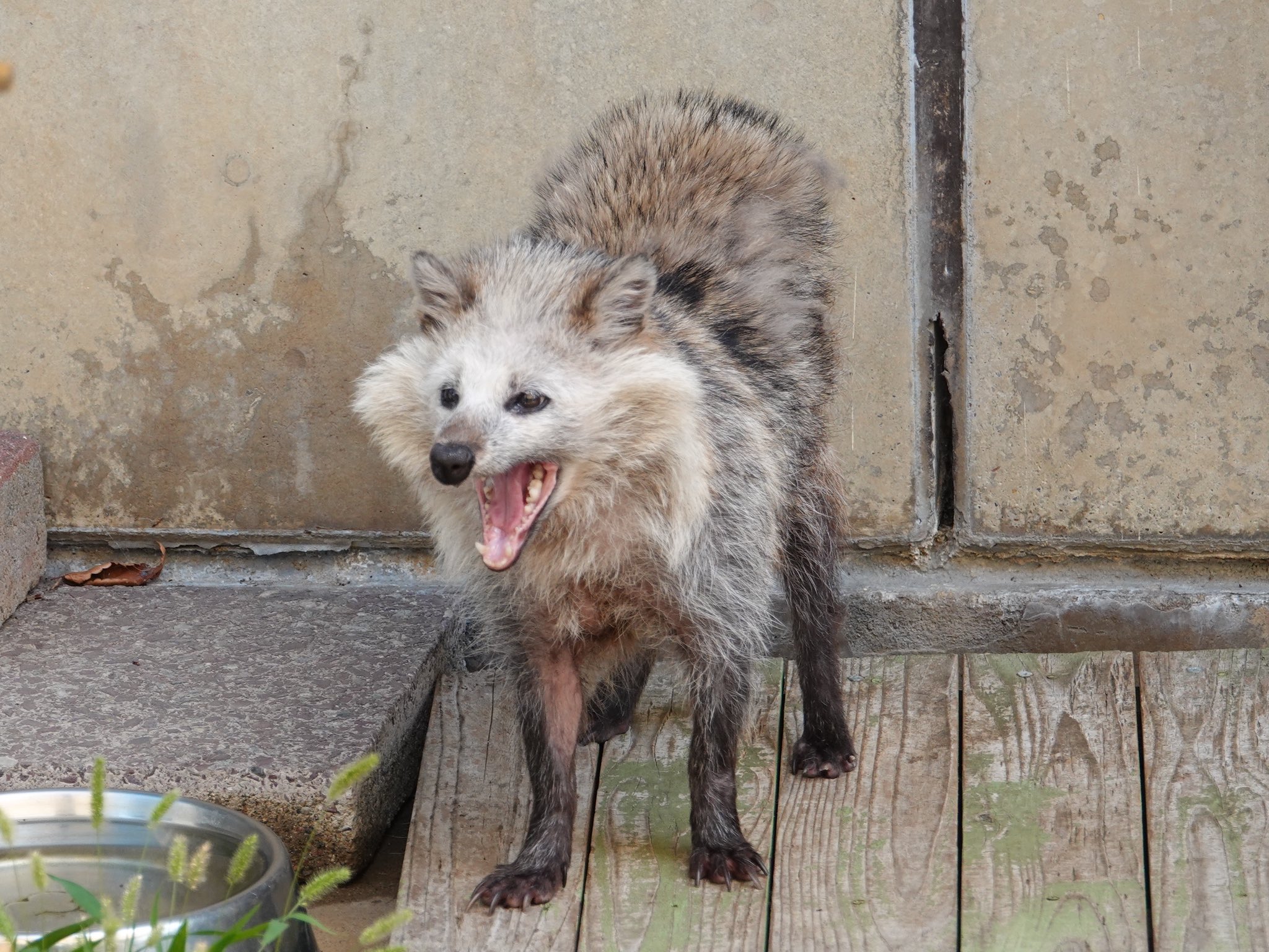 たぬきページ コウペンちゃん はなまるばけくらべ マスコット（タヌキさん