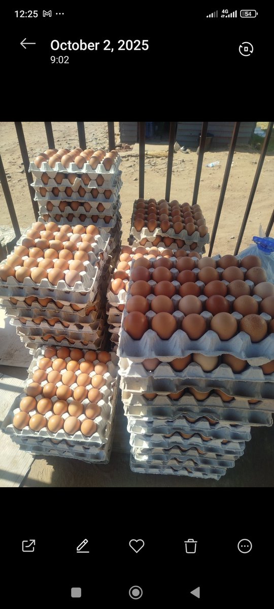 muchionline's tweet photo. Eggs available @ $4 per crate https://t.co/WMAJvSGDKv