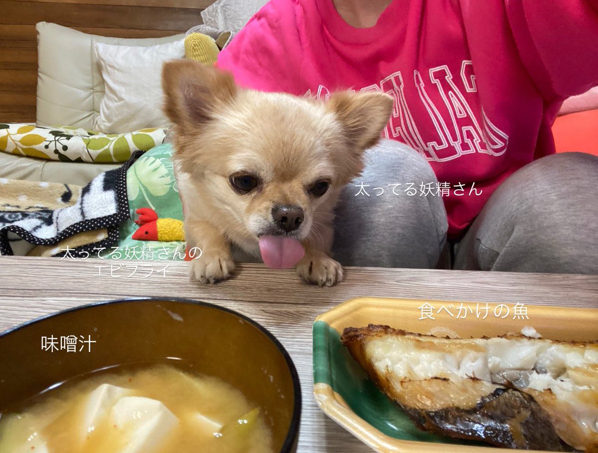 731ten's tweet photo. そもそもご飯から真似できない https://t.co/egGJFbvT4Y
