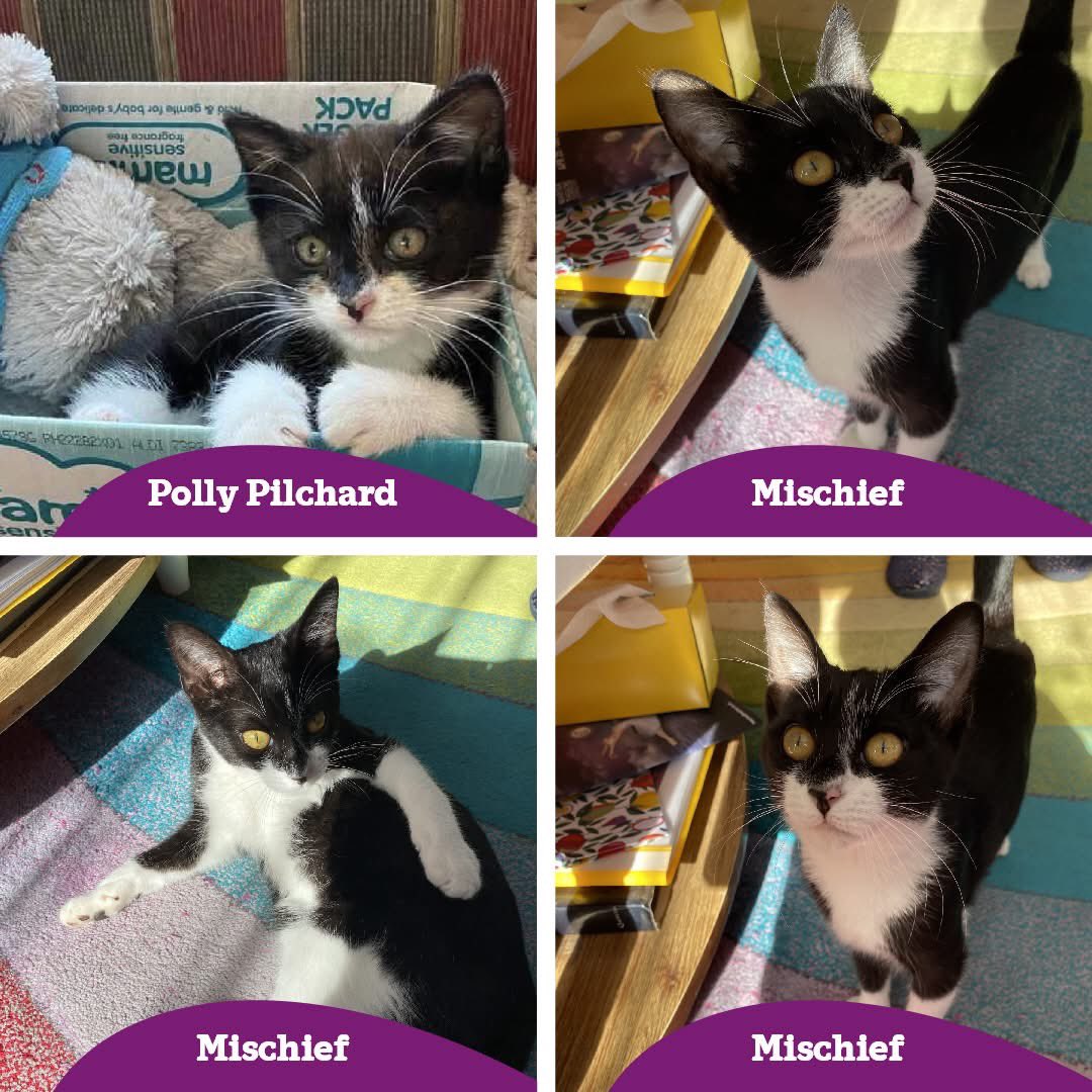Polly Pilchard, is now named Mischief, and as you can see she has grown into a beautiful young cat.  She has settled very well into her forever home, loves going out into the cat safe garden, zooming around or bug hunting. 

We couldn’t be more thrilled for Mischief!