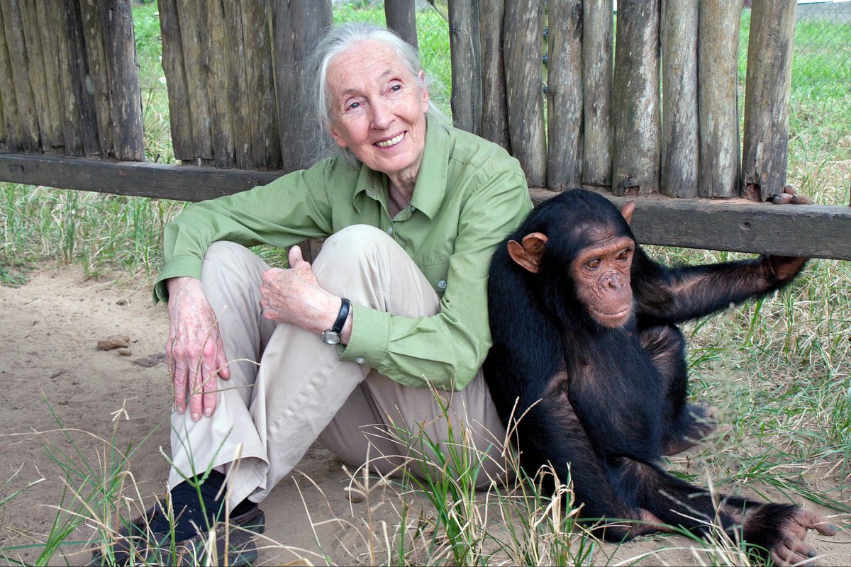 Su manera de acercarse a los animales desde desde la empatía, cambió para siempre la ciencia y sembró conciencia en millones de personas sobre nuestra conexión con el resto de especies con las que compartimos planeta.
🐒🦍 ¡HASTA SIEMPRE, #JANEGOODALL! 🌿 💚 
¡GRACIAS POR TANTO!