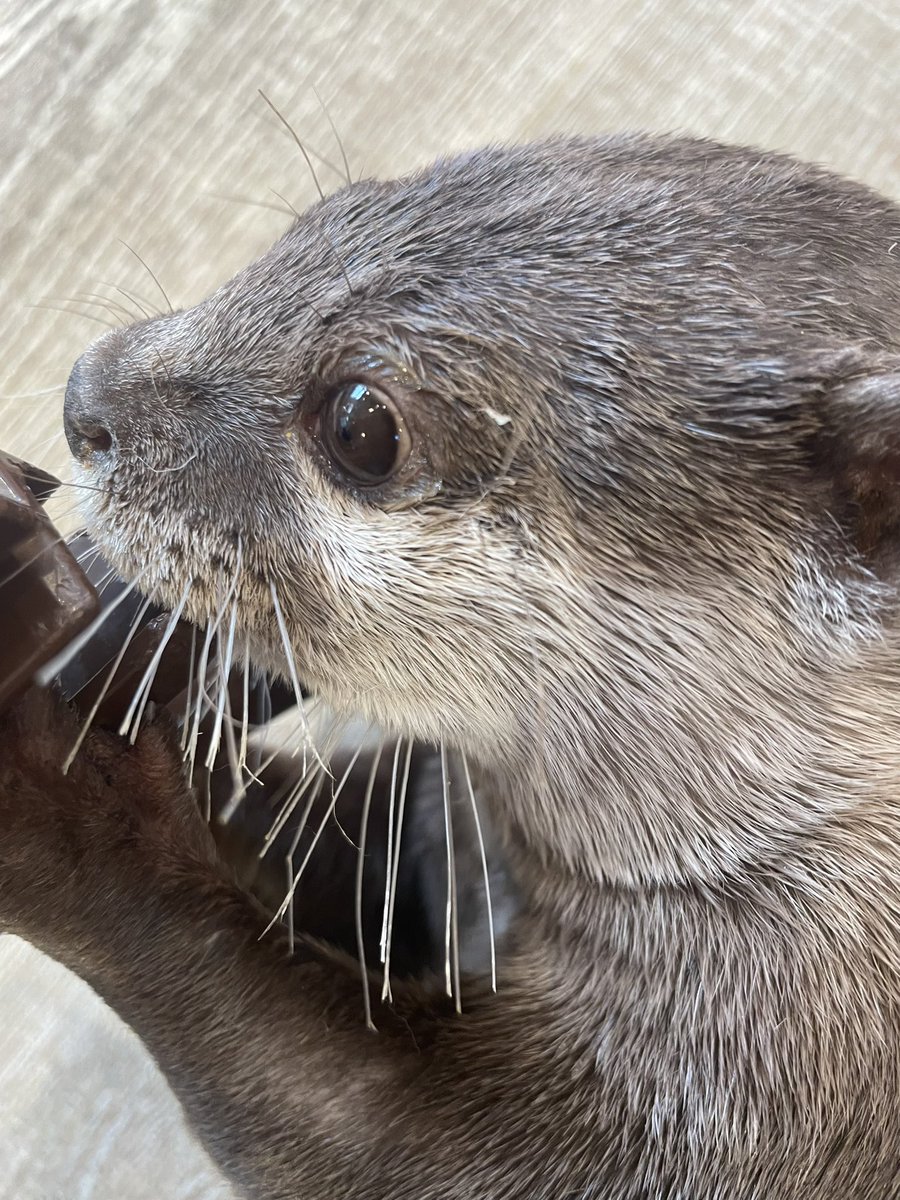 harry_terrace's tweet image. 綺麗な横顔〜🦦💕

#カワウソ #カワウソカフェ #otter