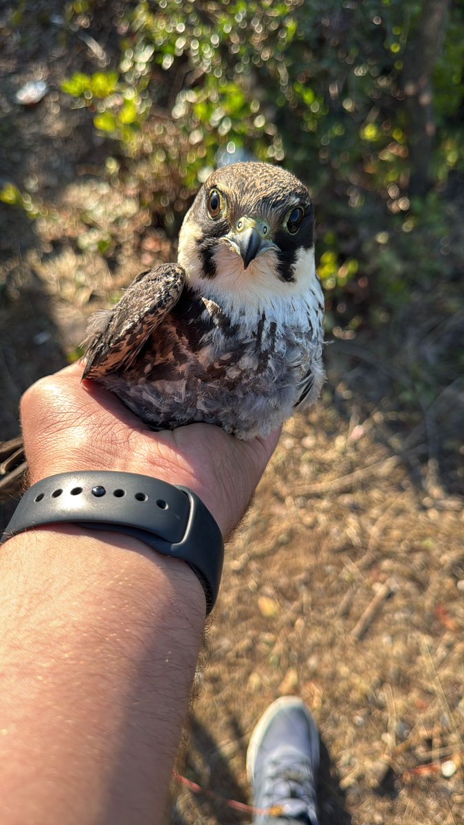 Ehteni_1453's tweet image. Vira bismillah sezonu açtık.💚💙
#atmaca 
#Rize
@CRizesporAS