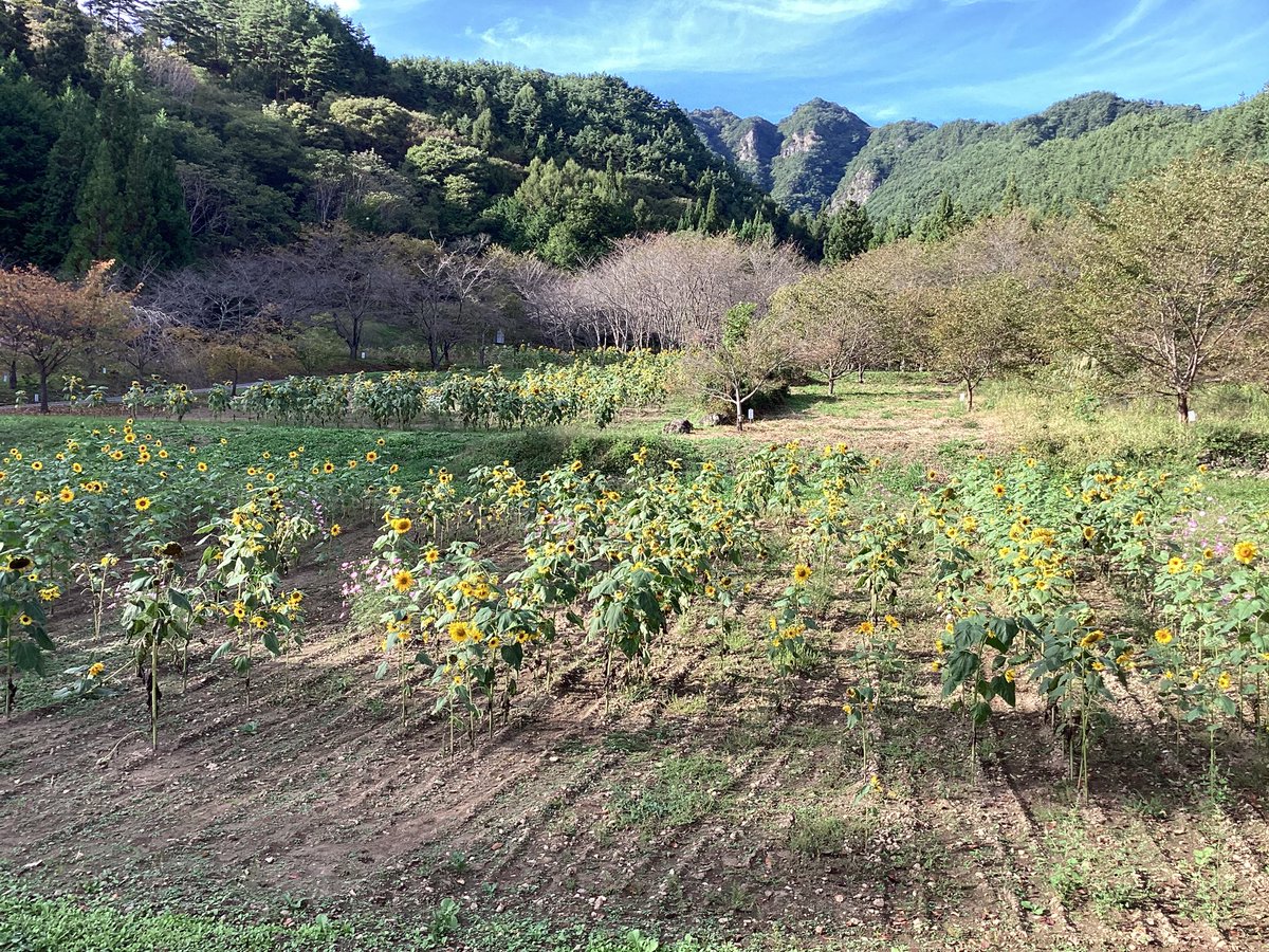 独鈷山麓ひまわり畑の開花状況です🌻
※2025/10/2撮影

本格的に秋になりました🍁

ひまわりは元気な株もありますが、一気に寒くなり、多くは元気のない様子…。
コスモスはまだ元気に咲いています！

#ひまわり #ひまわり畑 #独鈷山麓ひまわり畑 #秋 #コスモス #上田 #上田市 #丸子
