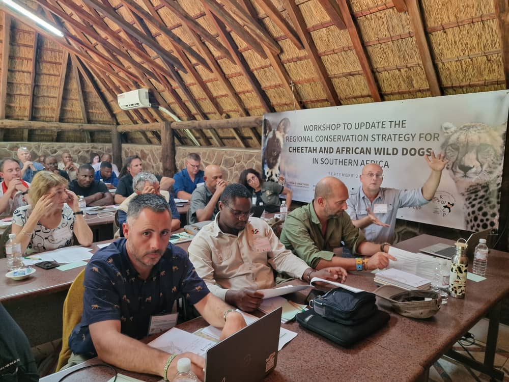 CCI organized a big regional workshop to update the Southern African #Conservation Strategy for #Cheetah and #WildDogs. Co-facilitated by CCI and the IUCN Cat and Canid Specialist Groups, was attended by 58 participants, both government and NGOs.