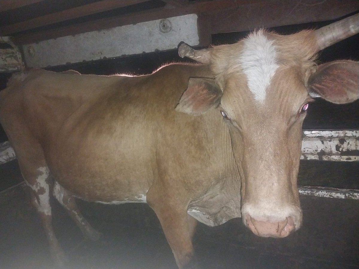 SAPoliceService's tweet image. #sapsEC #SAPS OR Tambo Stock Theft Prevention Task Team based in Mthatha backed up by Qumbu VISPOL members arrested 2 male suspects, aged 20 and 23, at a homestead in Blackhill locality in Qumbu on Wednesday, 01/10 at about 17:00 for possession of suspected stolen livestock.…