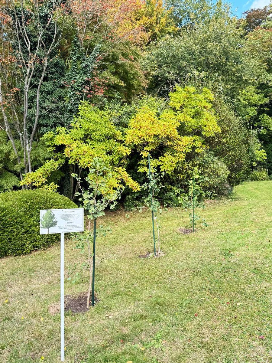 🤝🏻 On the occasion of the 80th anniversary of the end of the Second World War and the Victory over the militaristic Japan, diplomats of the Permanent Mission of the Russian Federation to the European Union and the Mission of China to the European Union planted ginkgo biloba trees
