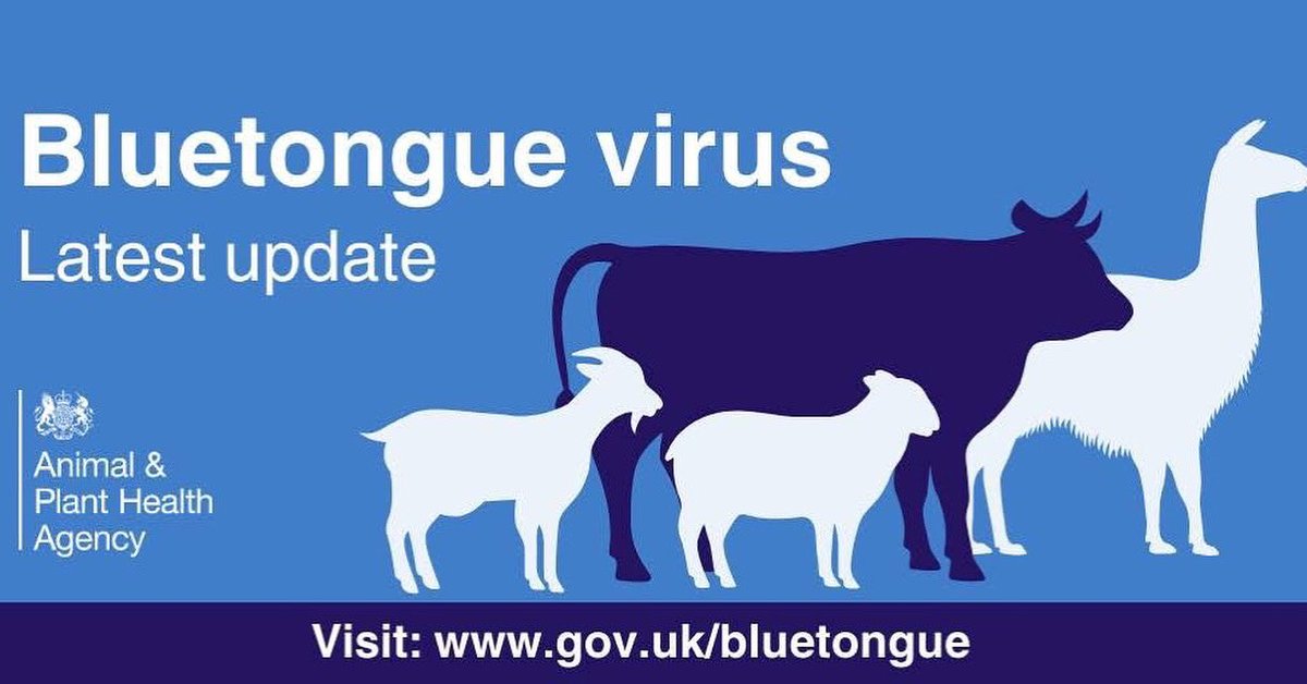 LauraJ4SWEast's tweet image. ‼️ Disappointing news for #monmouthshire

‼️ A case of #Bluetongue disease has yesterday been reported in Tintern, forcing APHA (the Animal and Plant Health Agency) to bring in ▶️temporary movement restrictions◀️ in the south of Monmouthshire.

❗️It means there can be no movement