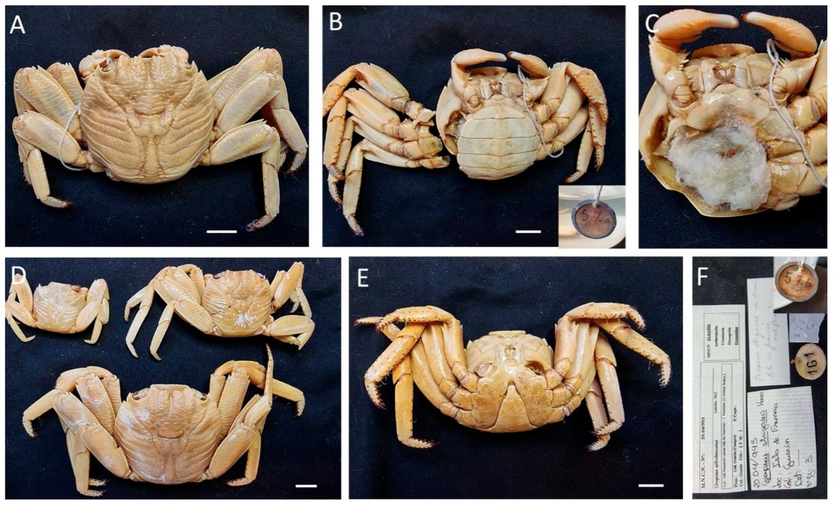 Final chapter of my PhD thesis published
mdpi.com/1424-2818/17/1…

And... Free Palestine!!!