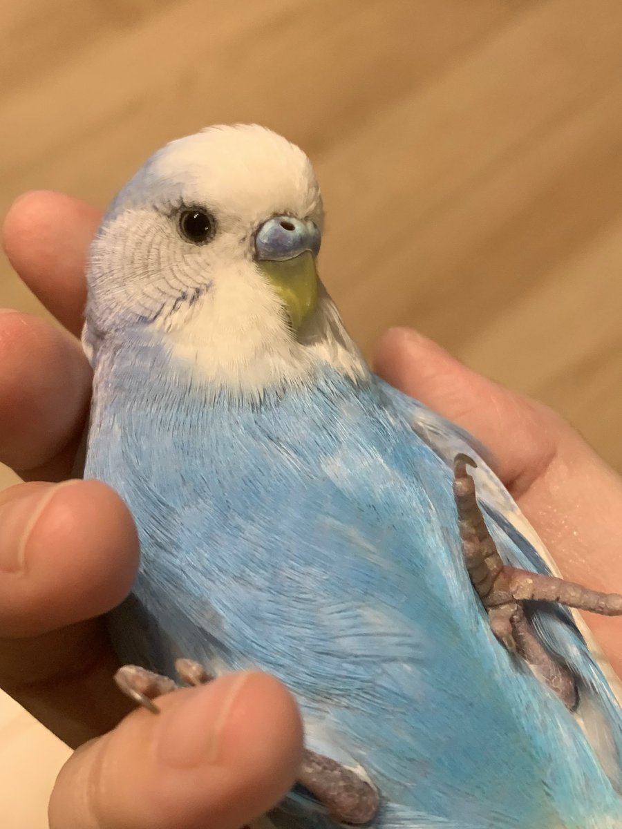 セキセイインコ　a⑥ セキセイインコ 01S-M02 – JEKCA-SHOP