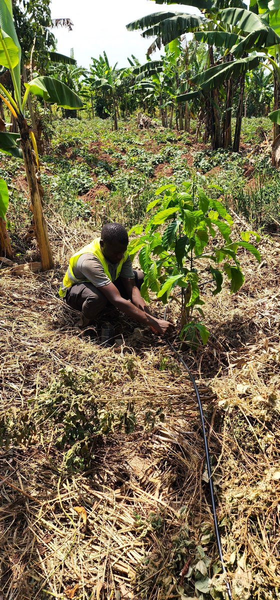 How did you spend your #InternationalCoffeeDay yesterday? ☕🌍
At Akvo, we spent ours reflecting on how to support more #CoffeeFarmers with sustainable #irrigation because great coffee starts with great water!

Here’s to powering farmers &amp; fueling your coffee moments!

#CoffeeDay