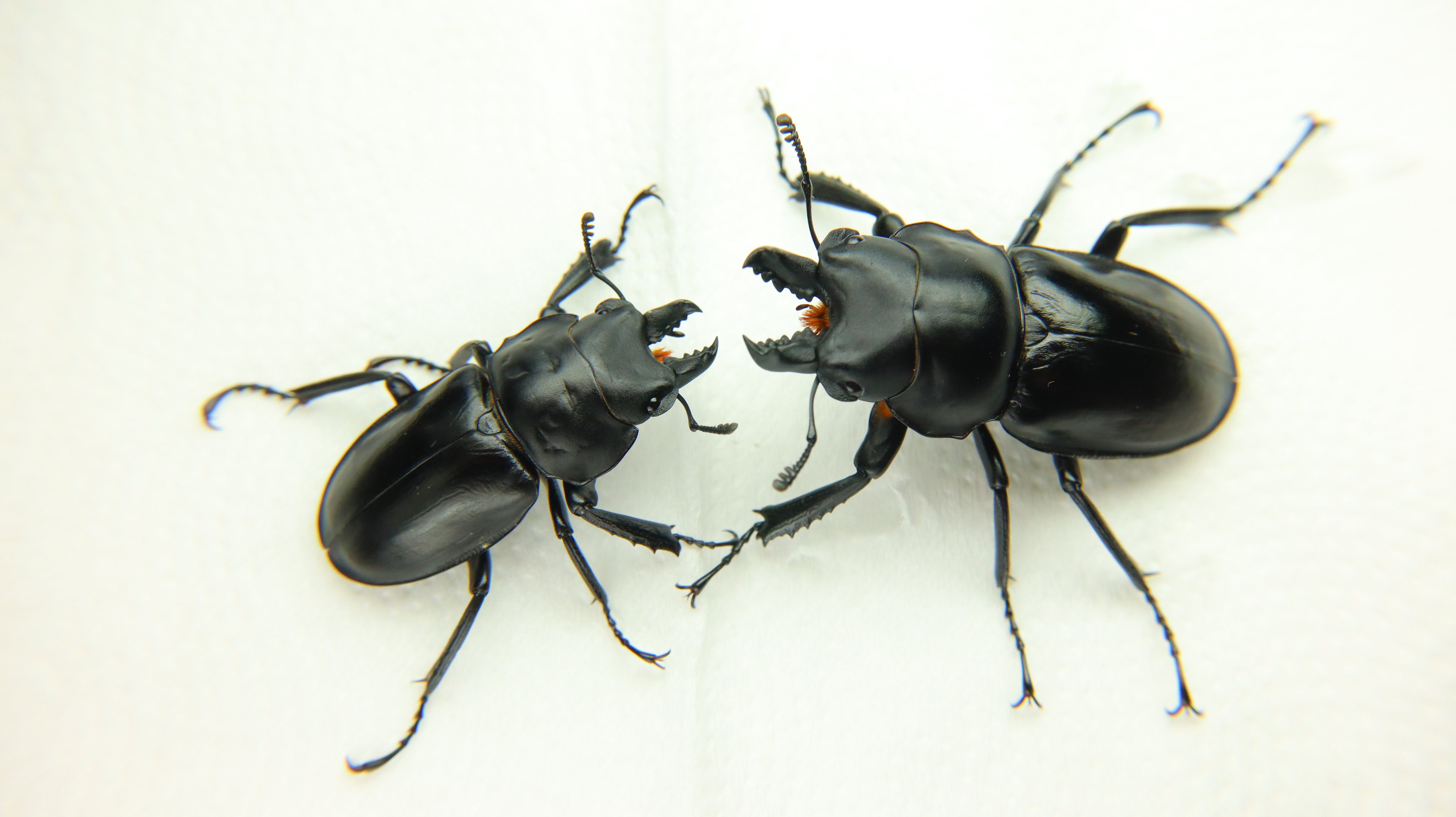 ✳︎タイマイ✳︎ インディアンジャパン on X