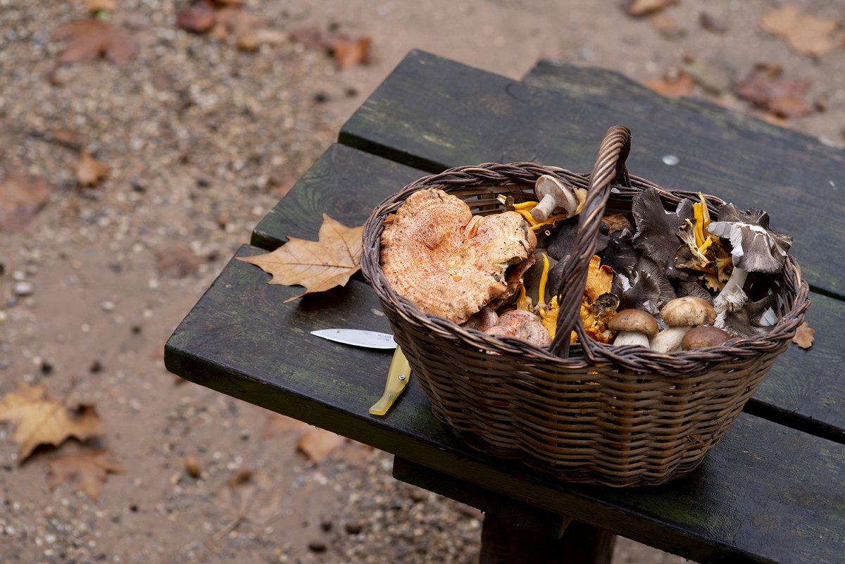 En #otoño, el #Pirineo y las Tierras de #Lleida se llenan de magia: ferias enogastronómicas, paisajes teñidos de ocres, la berrea del ciervo y el sabor inconfundible de sus setas. 

De norte a sur, una estación para disfrutar con los cinco sentidos.

#AraLleida #ADNLleida