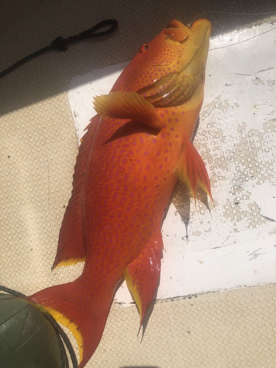 SAMRAITEAMBOSS's tweet image. デカオニヒラにデカナカジューミーバイ伊是名泳がせポテンシャル😁