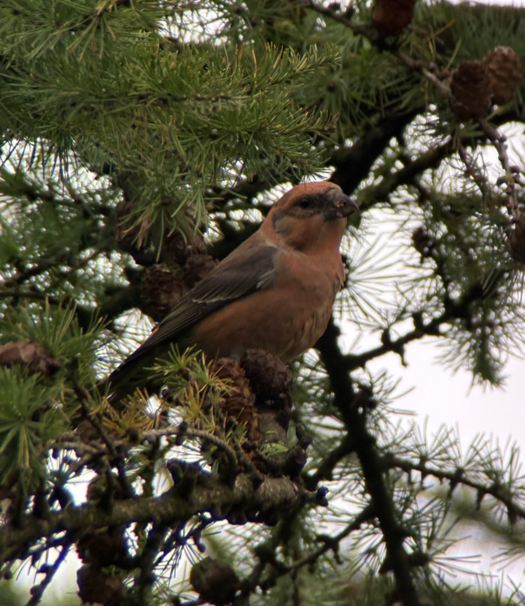 Crossbills showing well at Yearsley Moor this morning <a href="/YorkBirding/">York Birding</a>