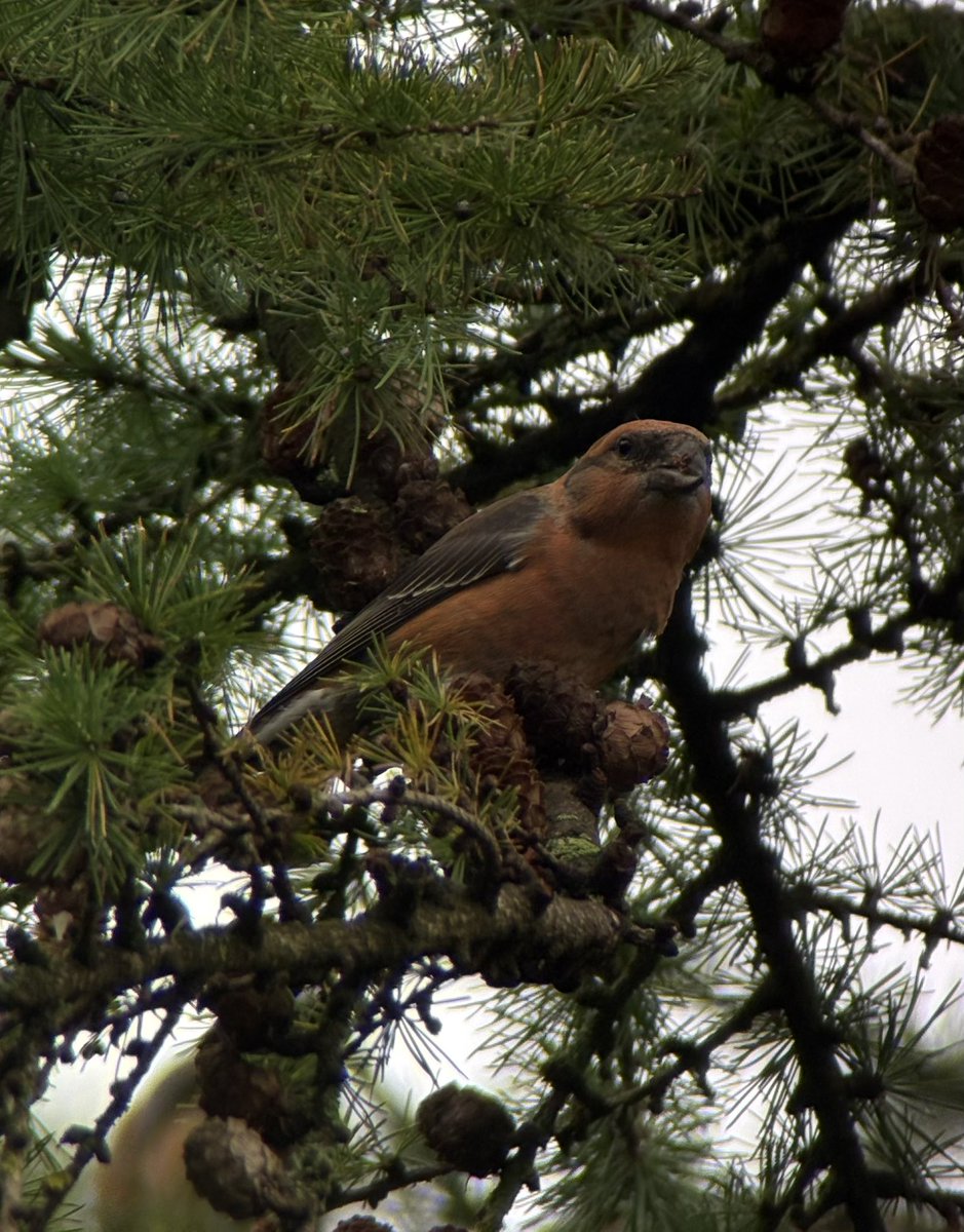 EborBirder's tweet photo. Crossbills showing well at Yearsley Moor this morning @YorkBirding https://t.co/KgEuiUrq57