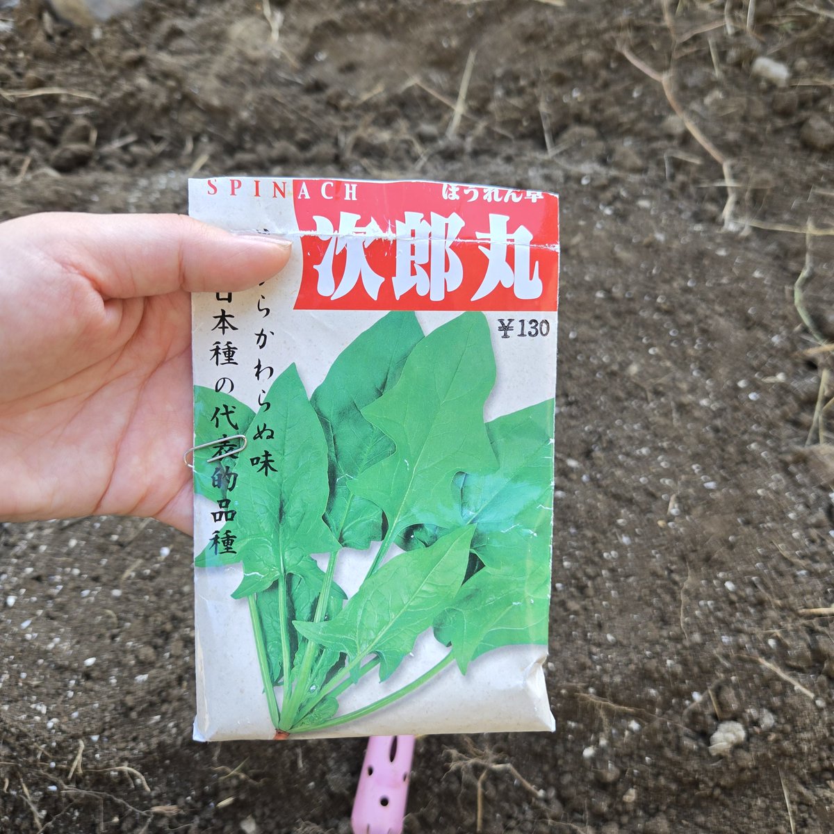 SaeCue's tweet image. #ほうれん草 種まきしたよ🌱
意外に難しいんだよね…
育てるの。
コツは石灰沢山混ぜることかな…
以前それで成功した🥬

#次郎丸 #spinach