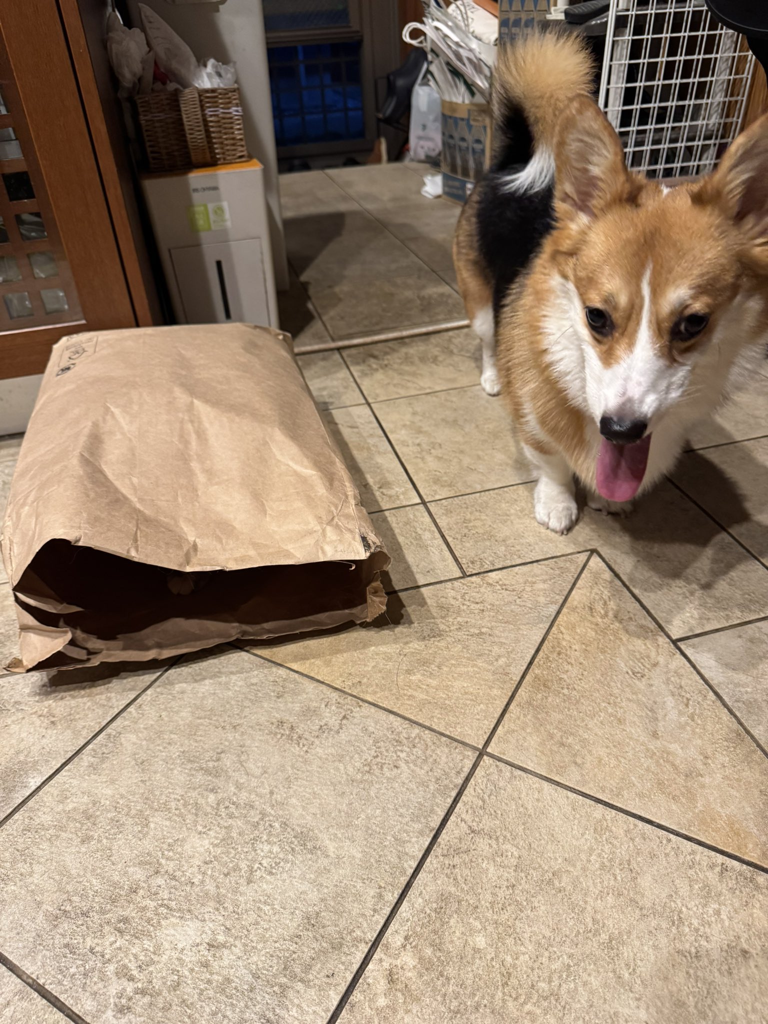 ⭐️様 赤犬 RED DOG RED” by サカズキ[赤犬](立木文彦) - トラック・歌詞