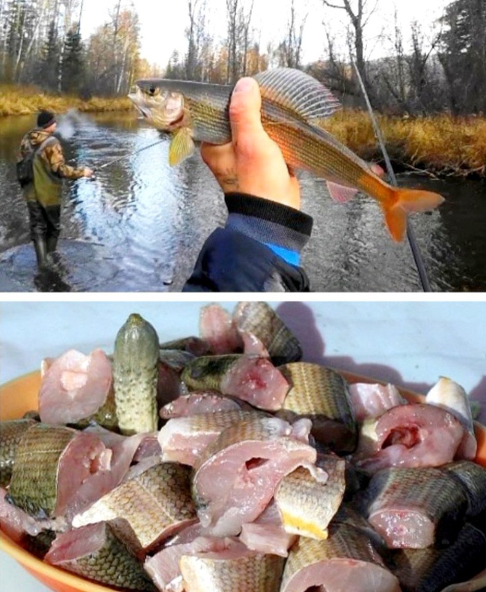 serlesnik's tweet image. Рыбный день? У нас быстро можно поймать только хариуса. Правда, в тайгу нужно углубиться. Вода холодная, родниковая, в другой он не водится. Есть можно сырым, предварительно немного выдержав в соли. Чем запить? Собственный самогон двойной перегонки. Пару стопок по 50гр. и хорош.