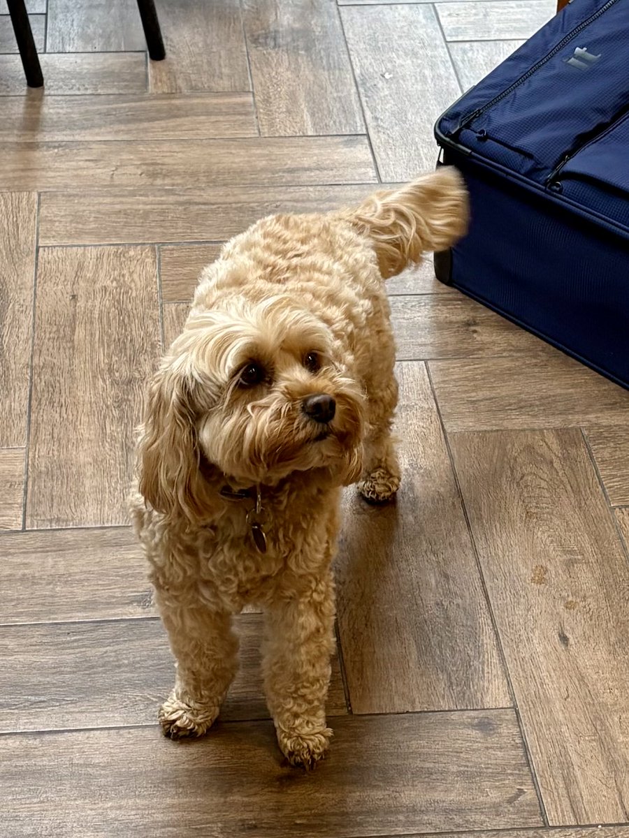 TheHoneyTails's tweet photo. The guy has toast! I’ll just hang right here and stare at him until he spots me 
#ButteredCorners
#Gimme https://t.co/OMgNPFEb4l