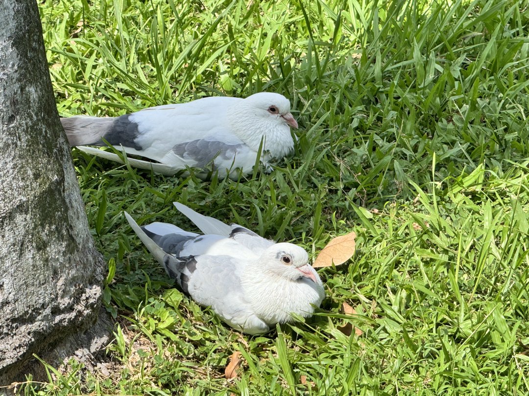 外で過ごすには完璧な日、鳩たちが太陽の下で静かに休んでいるのを見て、すごくリラックスしています。 🕊️