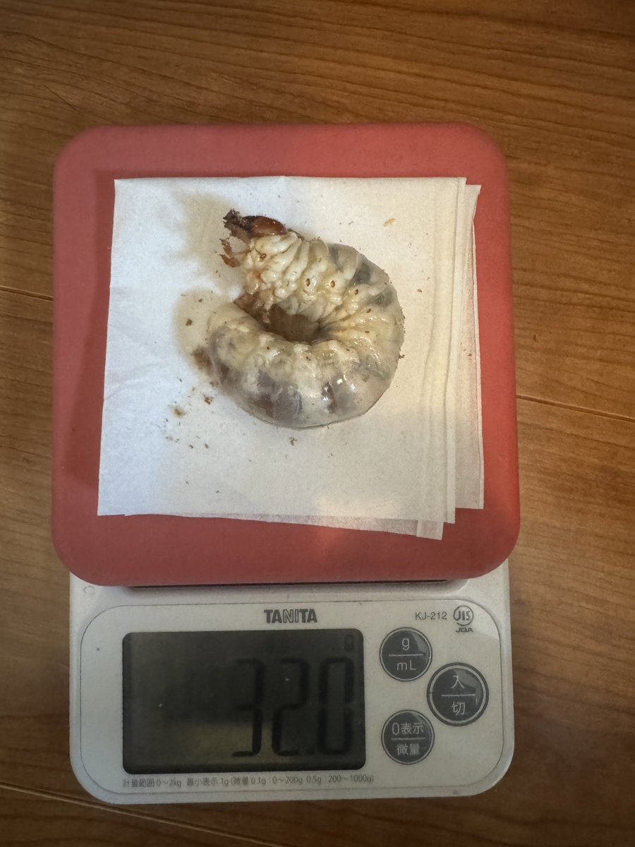 GENZEM05's tweet photo. 24年度はダメダメでデカめの蛹は全滅で最大が86ミリ台でした😱
忙し過ぎて手が回らないとダメですね💦

今年の2本目へ交換！我が家は1本目は体重乗らないんですが自ブリラインから😊
30g超えるてくると楽しいですね😃 https://t.co/Ish4UgZvdc