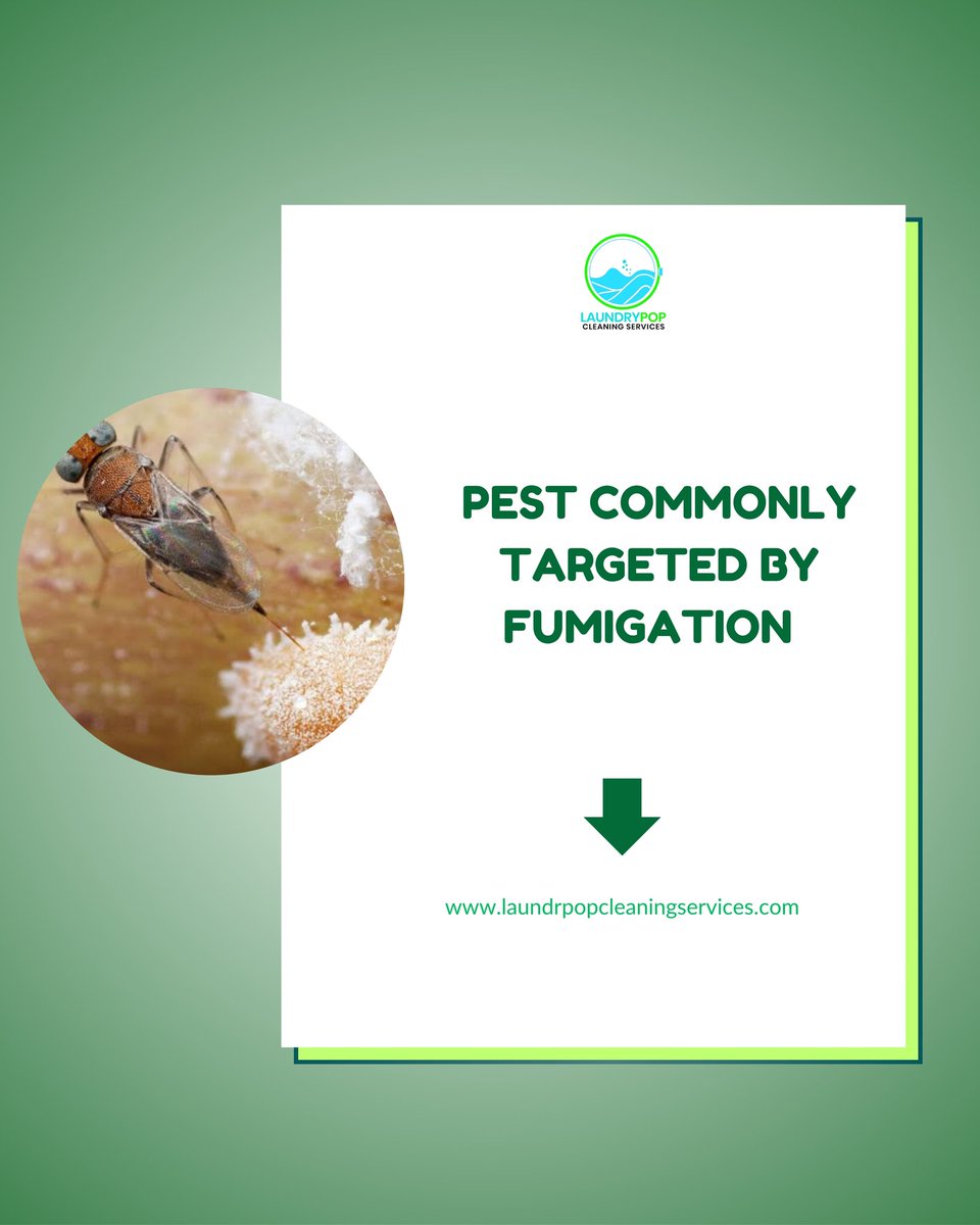 laundrypop_ng's tweet photo. 1) Termites – especially in walls and foundation 
2) Bed bugs – hiding in mattresses and furniture
3) Cockroaches – particularly in kitchens and damp areas
4) Weevils, moths &amp; beetles – in stored grains and dry food
5) Rodents – in closed spaces like warehouses https://t.co/46zdJ7WDYN