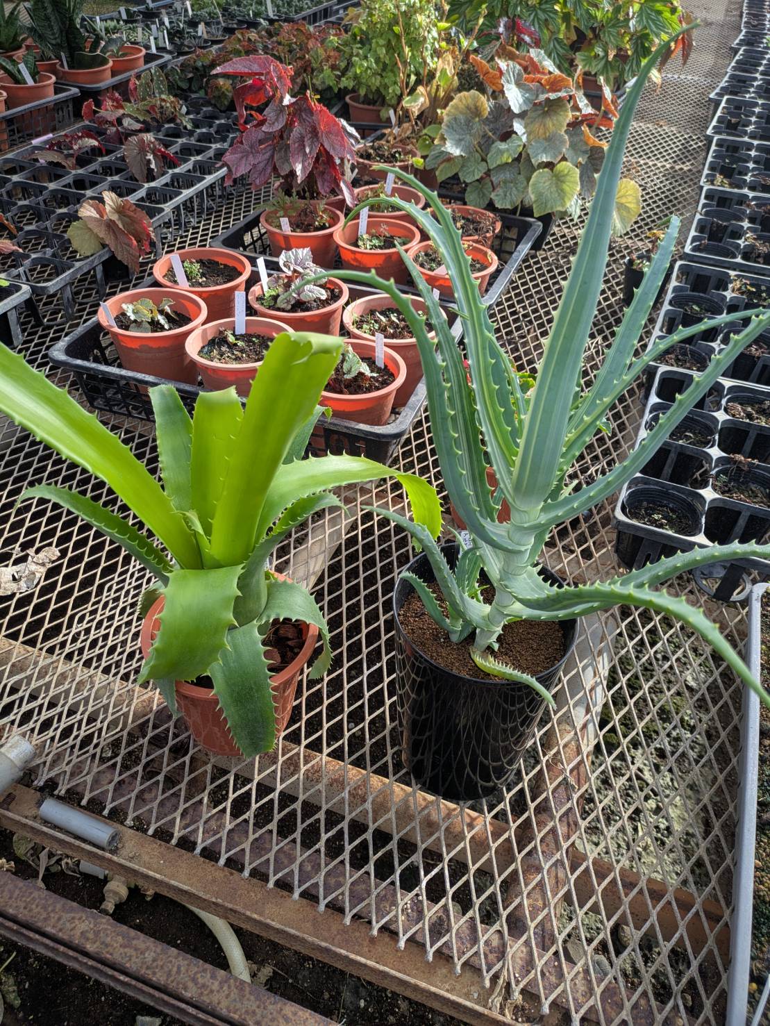 ヒメシャラ♡ ドアップすぎてごめん)