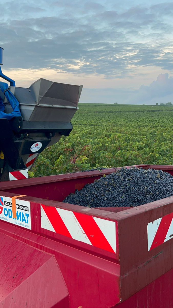 DelanoueFreres's tweet photo. EN TOUTE TRANSPARENCE...
Nous aurions pû vous présenter des photos de vendangeurs avec le sourire et omettre de vous dire que nous recoltons 90% de nos raisins avec une machine à vendanger depuis 40 ans. 😉. https://t.co/H1nnpgqYBz