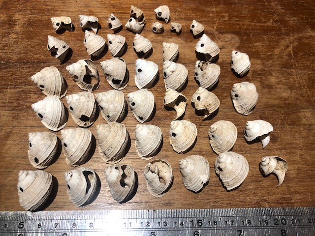 My latest paper has just been published in PeerJ; this one was a really fun puzzle to solve. We identified an extinct predator on Mauritius from the holes it left in the shells of its prey.

Evidence of an extinct snail predator peerj.com/articles/20112/ via <a href="/PeerJLife/">PeerJ - the Journal of Life & Environment</a>