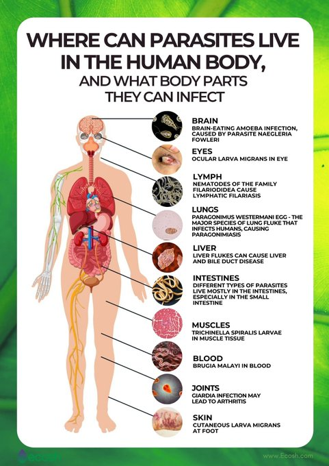 AnticancerA's tweet photo. Parasites aren’t just a third-world problem  Millions of people unknowingly live with them, dealing with symptoms that doctors can’t explain  Your fatigue, bloating, brain fog, skin issues and even anxiety can all be signs of a parasite overload. 🦠
If you’ve been struggling with mysterious symptoms that won’t go away, parasites might be the hidden culprit.
Here’s how they invade your body, the damage they cause and what you can do to get rid of them: