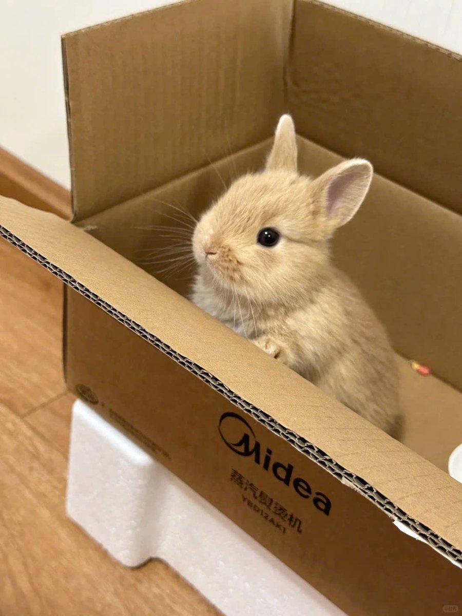 ShouldHaveRabit's tweet image. 