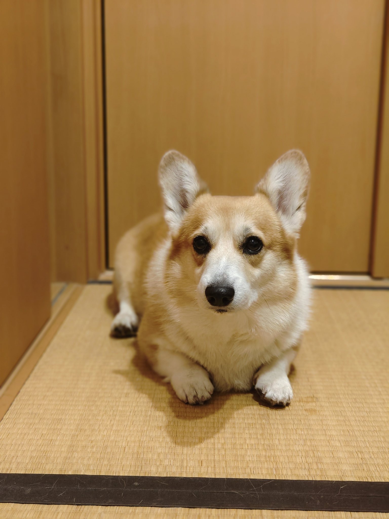 コーギーのプリント画　コーギーとキッチン コーギーのプリント画 コーギーとキッチン コーギーのプリント画