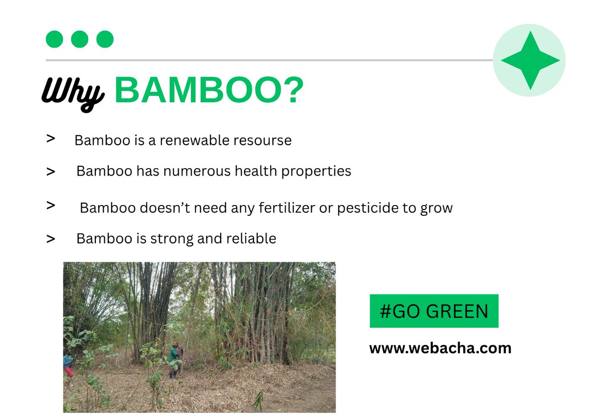 follow <a href="/WebachaS/">Webacha</a> for more climate action tips, bamboo facts, bamboo products and bamboo seedlings.
#gogreen #bamboo #webacha #ClimateAction
