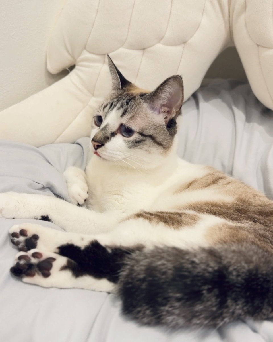 黒猫みんと mofusand より 黒仔猫にゃんBIGぬいぐるみが登場🐈‍⬛ 3月上旬