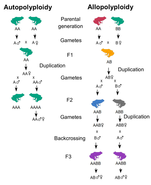 Animals_MDPI's tweet photo. Polyploidy in tetrapods is rare, but evolutionarily powerful.
π Read the review: https://t.co/gwq6AXYi8h
#AnimalsDecoded https://t.co/hSVdb0sq31